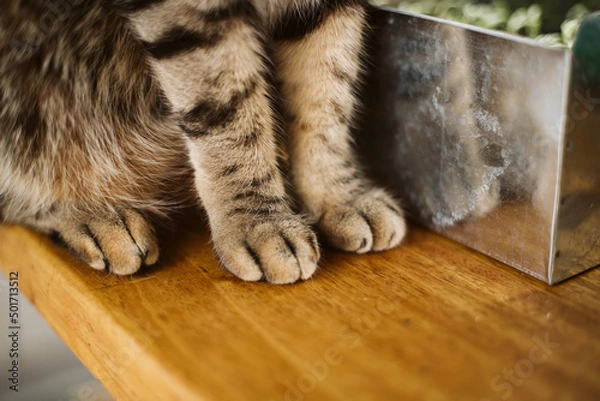 Obraz cute cat paws
