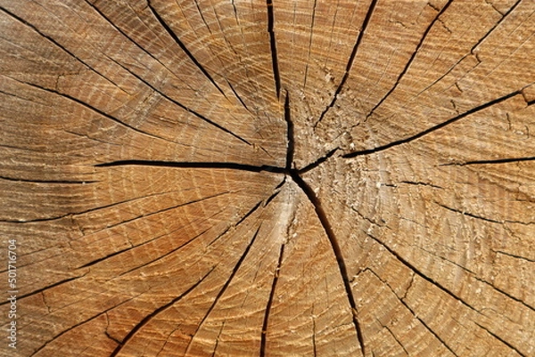 Fototapeta background,tree