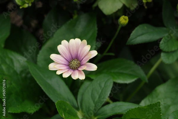 Fototapeta 鮮やかに花が咲き乱れる