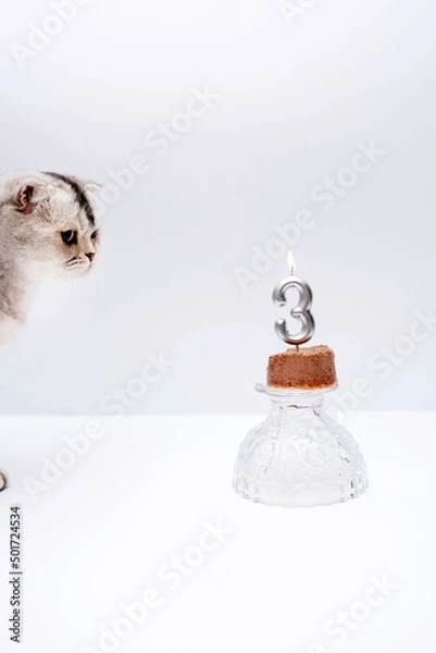 Obraz Gray scottish fold cat looks at a birthday candle
