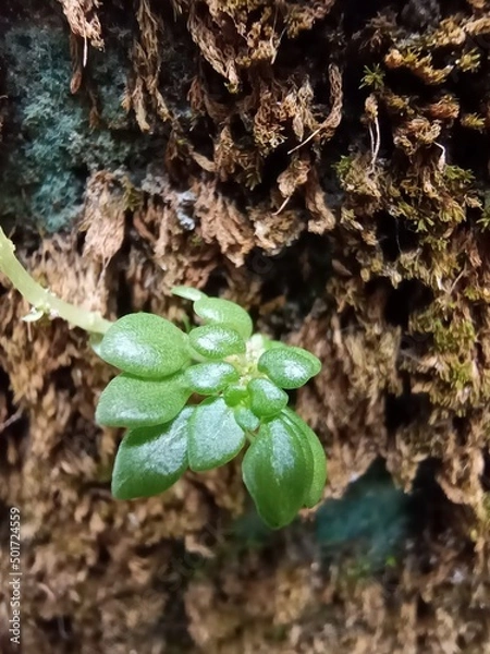 Fototapeta Place a la flore durant un hiver glaciale 