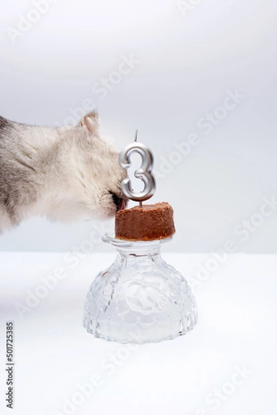 Obraz Gray Scottish Fold cat celebrates birthday and eats food