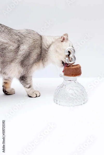 Obraz Gray Scottish Fold cat licks food.  to the birthday