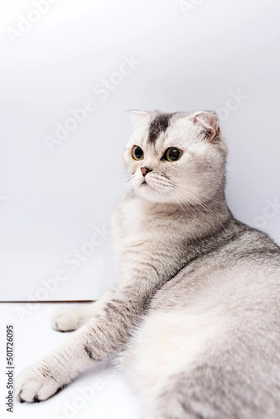 Obraz Portrait of a Scottish gray-haired domestic cat on a white background