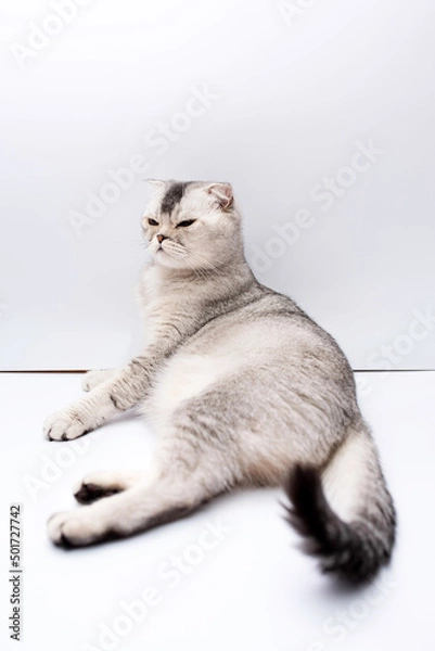 Obraz Gray domestic scottish fold cat sitting on a white background