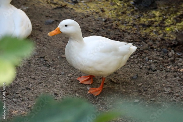 Fototapeta Call duck. 