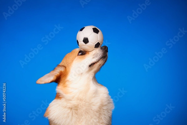 Obraz Cute Welsh Corgi Pembroke dog holding a ball on his nose against a blue background. The dog plays with the ball. Ball games for dogs. Training.