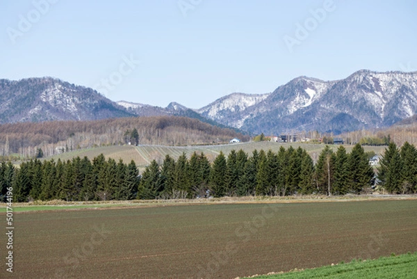 Fototapeta 広大な牧草地帯と、防風林の向こうにも広がる雪が残った山