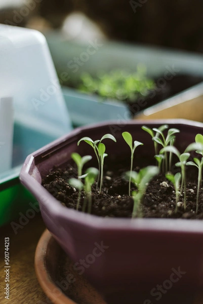 Obraz seedlings in a pot