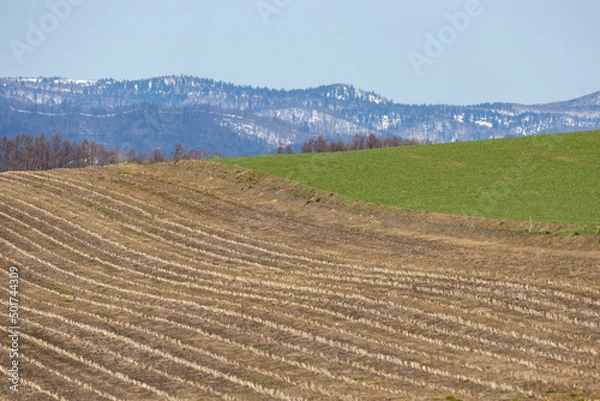 Fototapeta 広大な北海道でどこまでも続くかのように見える発芽前の牧草地