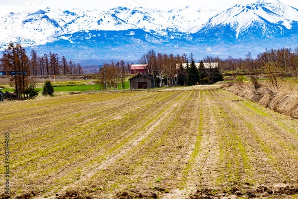 Fototapeta 規則的に植えられ芽が出てきた牧草畑