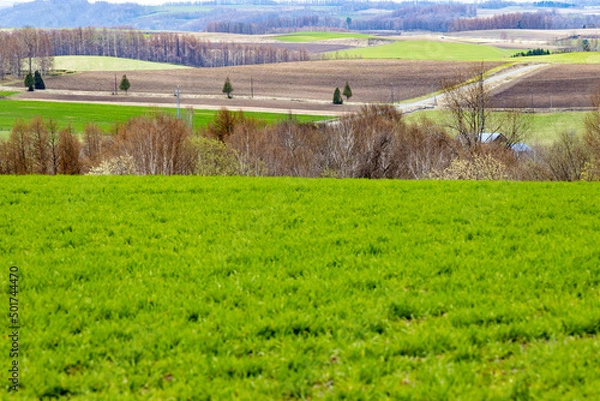 Fototapeta 手前に広がる新芽で満ちた牧草畑と奥に広がる