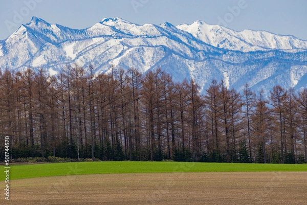 Fototapeta 広大な牧草地帯と、防風林の向こうにも広がる雪が残った山