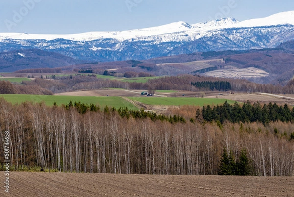 Fototapeta 広大な牧草地帯と、防風林の向こうにも広がる雪が残った山