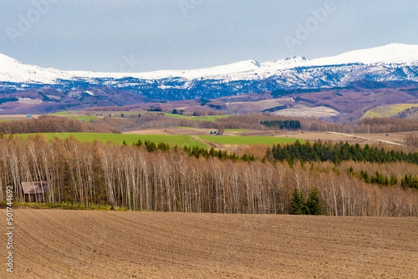 Fototapeta 広大な牧草地帯と、防風林の向こうにも広がる雪が残った山