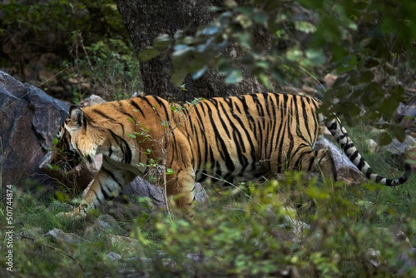 Fototapeta Closeup of a Tiger moving inside the jungle at Ranthambore Tiger Reserve, India