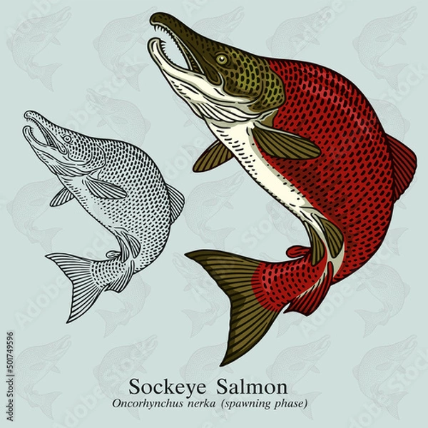 Fototapeta Sockeye Salmon. Vector illustration with refined details and optimized stroke that allows the image to be used in small sizes (in packaging design, decoration, educational graphics, etc.)