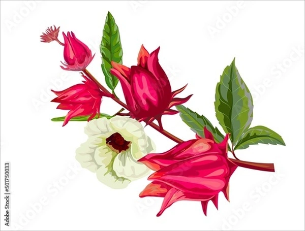 Obraz Roselle fruits vector illustration