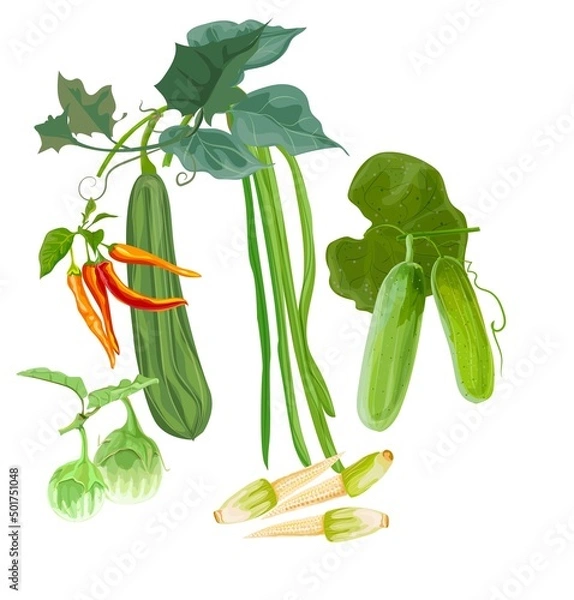Obraz vegetables vector illustration