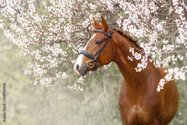 Fototapeta Portrait of red  horse in blossoming spring garden on sunrise