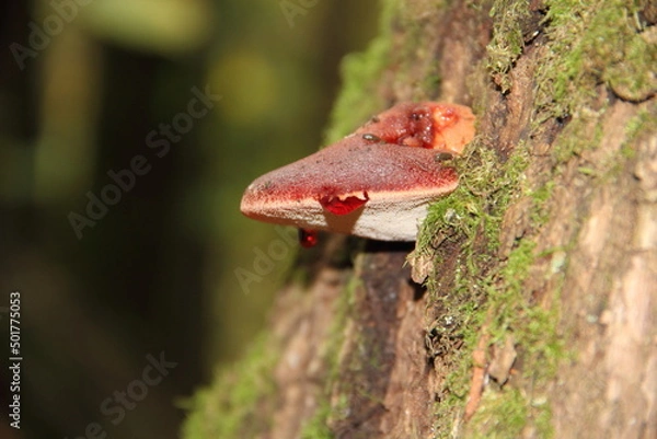 Fototapeta mushroom in the forest
