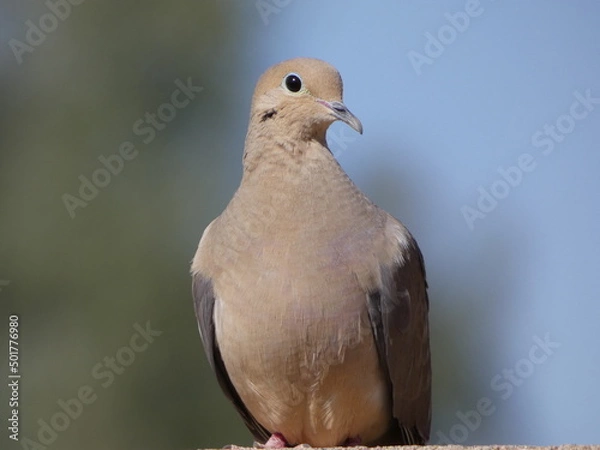 Obraz close up of a dove