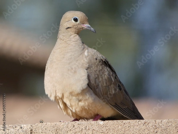 Obraz close up of a dove