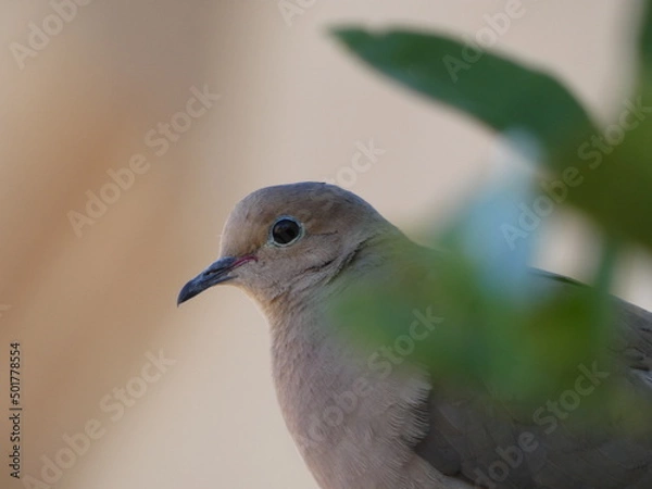 Obraz close up of a dove