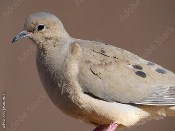 Obraz close up of a dove