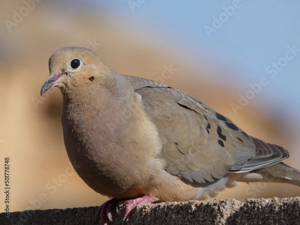 Obraz dove on a wall
