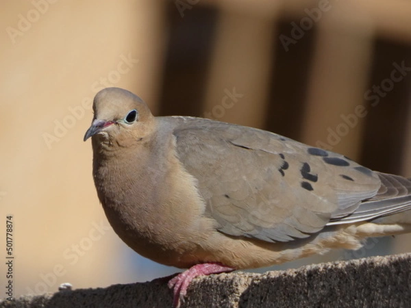 Obraz dove on a wall