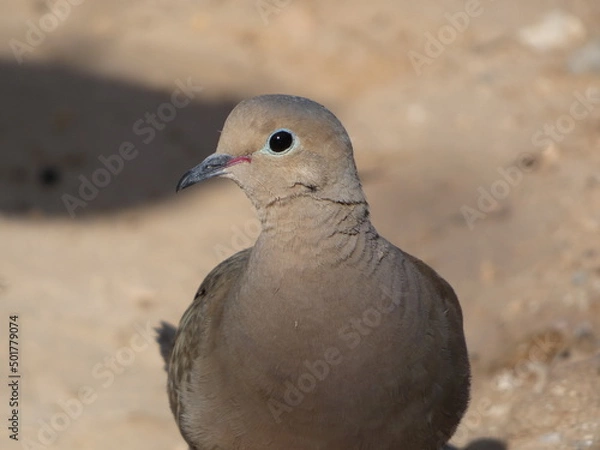 Obraz dove in the dirt