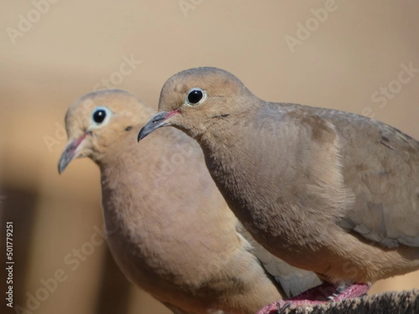 Obraz two doves on a wall