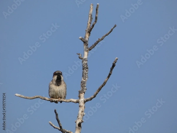 Obraz bird on a branch