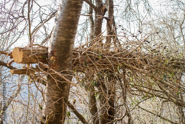 Fototapeta trees embrace cut down trunk