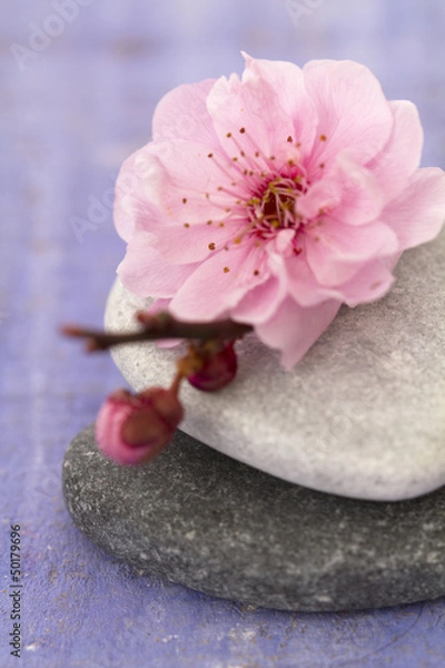 Obraz galets zen et branche en fleur