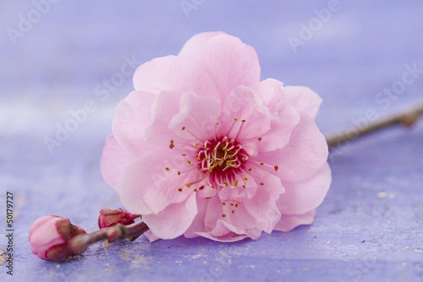 Obraz galets zen et branche en fleur