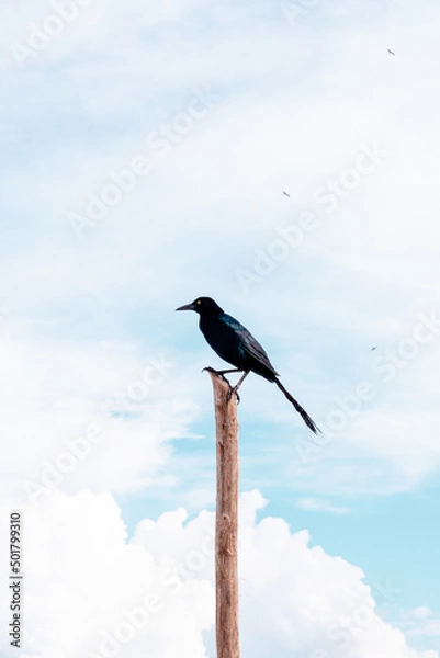 Fototapeta black bird standing in a stick