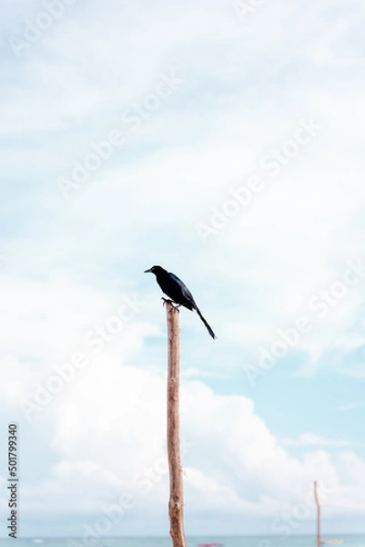 Fototapeta black bird standing in a stick