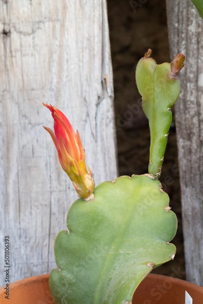 Fototapeta Leaf cactus with red flower bud from the epiphyllum hybrid family in front of a wooden wall copy space