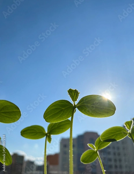 Fototapeta Cucumber seedlings in close-up. Cucumber sprouts