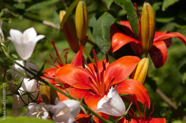 Obraz red lilies and white bell flowers in the sun