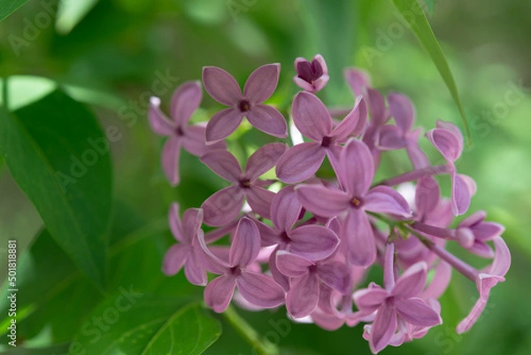 Fototapeta lilac blossoms on a green background