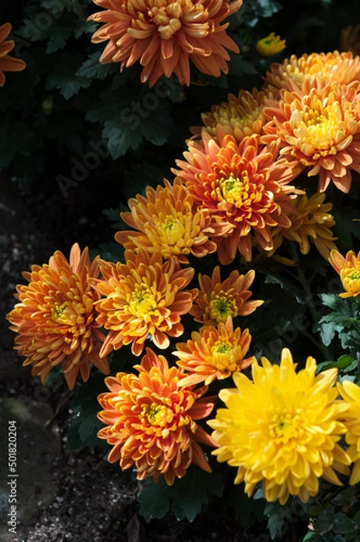 Obraz bouquet of orange chrysanthemum