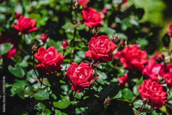 Obraz red rose bush