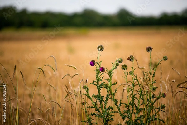 Obraz Beautiful weeds