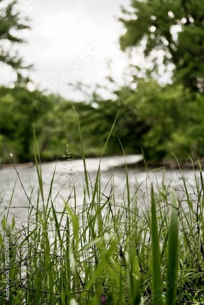 Obraz grass and water