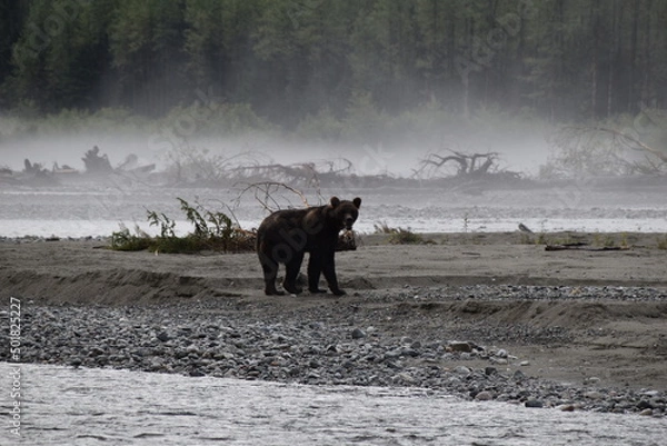 Obraz grizzly bear in Alaska with foggy background