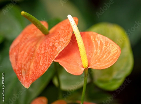 Fototapeta Anthurium flower on a green natural background.