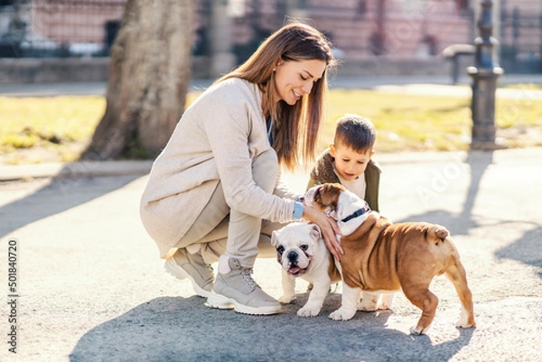 Fototapeta A mother and little boy playing with bulldog puppies in a park.